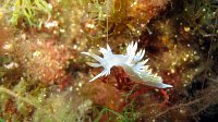330 Flabelline blanche (Flabellina babai)